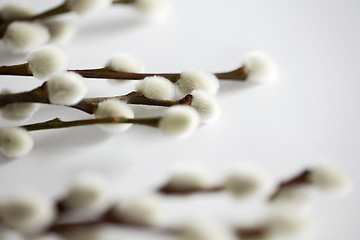 Image showing close up of pussy willow branches on white