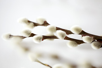 Image showing close up of pussy willow branches on white