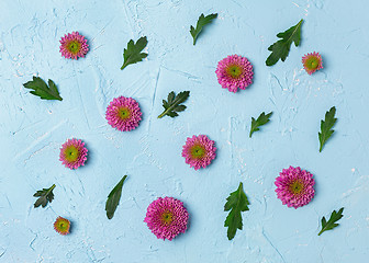 Image showing Pink chrysanthemums on a blue background.