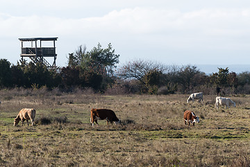 Image showing Birdwatching tower and grazing cattle