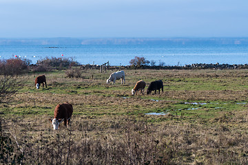 Image showing Herd with grazing cattle by a coastal grassland