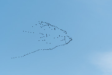 Image showing Flock with migrating geese