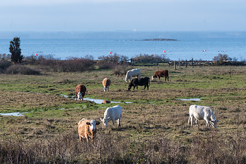 Image showing Grazing cattle in a coastal grassland