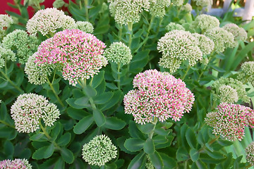 Image showing Flowers with large pink inflorescence on flowerbed