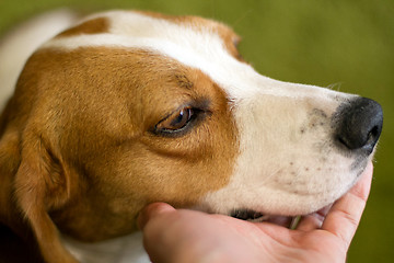 Image showing Cute dog muzzle