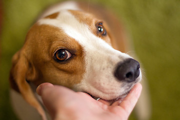 Image showing Cute dog muzzle