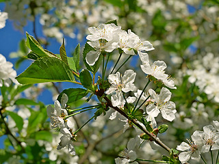 Image showing Cherry Flowering in April