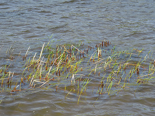 Image showing Green young shoots of reeds sprout from the water surface