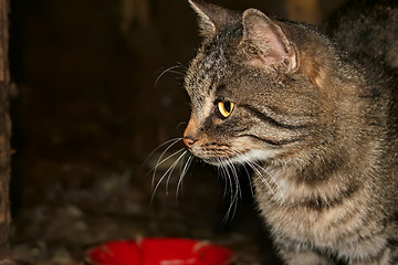 Image showing Grey tabby at night