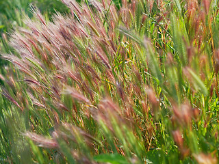 Image showing Cereal plants with reddish color ears flutter in the wind