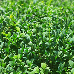 Image showing Griselinia leaves close-up