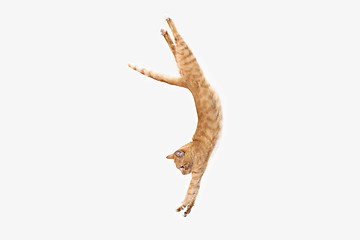 Image showing red cat on a white background