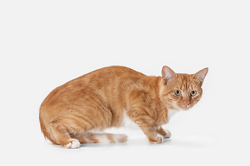 Image showing red cat on a white background