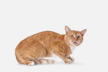 Image showing red cat on a white background