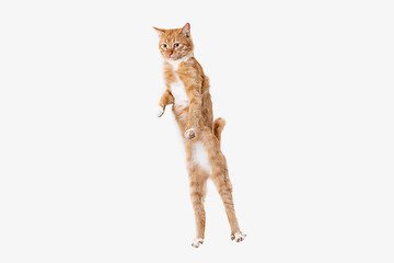 Image showing red cat on a white background
