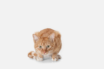Image showing red cat on a white background