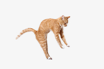 Image showing red cat on a white background