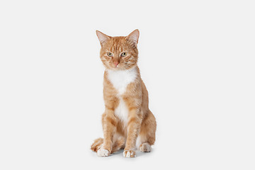 Image showing red cat on a white background