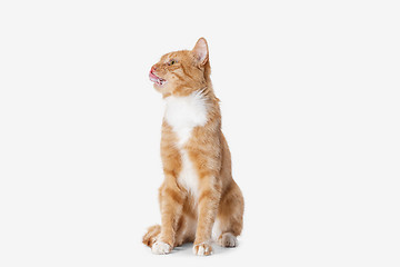 Image showing red cat on a white background