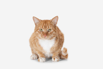 Image showing red cat on a white background