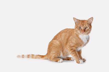 Image showing red cat on a white background