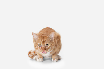 Image showing red cat on a white background