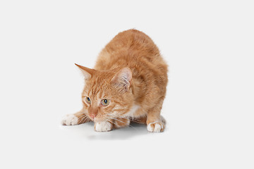 Image showing red cat on a white background