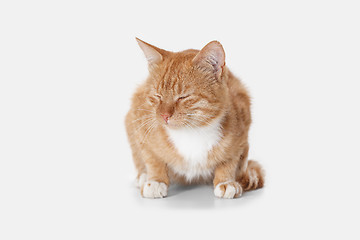 Image showing red cat on a white background