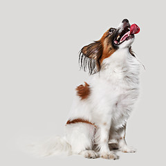 Image showing Studio portrait of a small yawning puppy Papillon