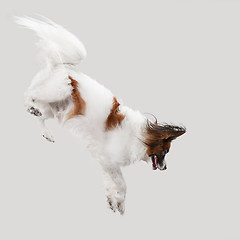 Image showing Studio portrait of a small yawning puppy Papillon