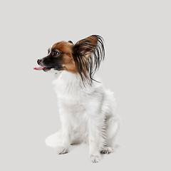 Image showing Studio portrait of a small yawning puppy Papillon