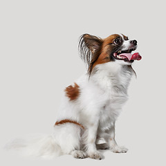 Image showing Studio portrait of a small yawning puppy Papillon