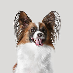 Image showing Studio portrait of a small yawning puppy Papillon