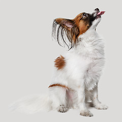 Image showing Studio portrait of a small yawning puppy Papillon