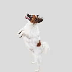 Image showing Studio portrait of a small yawning puppy Papillon