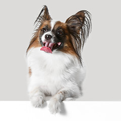 Image showing Studio portrait of a small yawning puppy Papillon