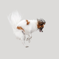 Image showing Studio portrait of a small yawning puppy Papillon