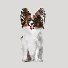 Image showing Studio portrait of a small yawning puppy Papillon