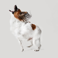 Image showing Studio portrait of a small yawning puppy Papillon