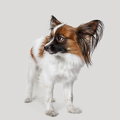 Image showing Studio portrait of a small yawning puppy Papillon