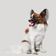 Image showing Studio portrait of a small yawning puppy Papillon