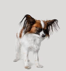 Image showing Studio portrait of a small yawning puppy Papillon