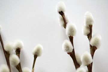 Image showing close up of pussy willow branches on white