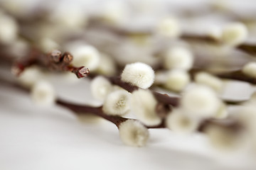 Image showing close up of pussy willow branches on white