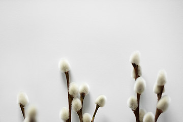 Image showing close up of pussy willow branches on white