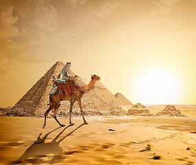 Image showing Camel in sandy desert