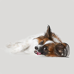 Image showing Studio portrait of a small yawning puppy Papillon