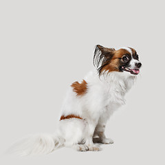 Image showing Studio portrait of a small yawning puppy Papillon