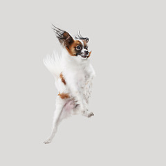 Image showing Studio portrait of a small yawning puppy Papillon