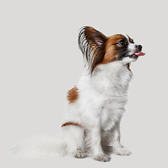 Image showing Studio portrait of a small yawning puppy Papillon